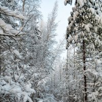 Зимний лес :: Александр Игнатьев