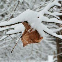 Картинка декабря. :: Милешкин Владимир Алексеевич 