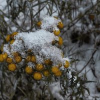 Пижма. :: Леонид Балатский