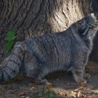 Котяра. :: Александр Сергеевич 