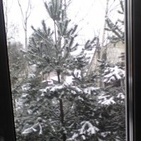 ёлка в снегу :: миша горбачев