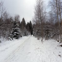 прогулка в лесу :: vladimir 