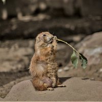 Луговая собачка. :: аркадий 