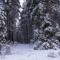 Сосны замерли в снегу, Льют тепло из клеток. Сеют белую крупу Через сито веток. :: Людмила 