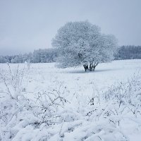 Первый снег 2021 года :: Сергей Курников