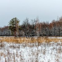 На поляне, леса.. :: Юрий Стародубцев