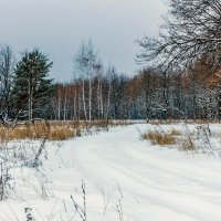 По дороге в зимний лес :: Юрий Стародубцев