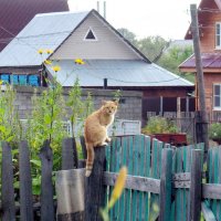 Девчонок не видели? :: Валерий Судачок