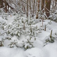 Маленьким елочкам холодно зимой :: Нина Синица