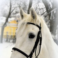 Моя знакомая лошадка :: Сергей 