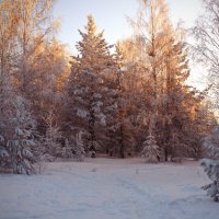 Зимний лес. :: Galina Serebrennikova