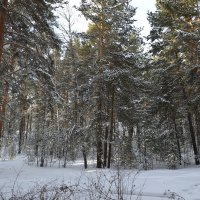 Торжество зимы и снега... :: Андрей Хлопонин