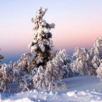 Морозное утро в Лапландии.  Финляндия :: ГЕНРИХ 