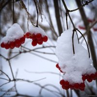 Калина красная. :: Виталий Косицын