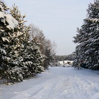 К дачному поселку :: Галина Кан