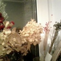 цветы :: миша горбачев