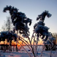 На закате :: Людмила Смородинская