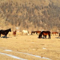 Каракольская долина в утреннем свете :: Татьяна Лютаева