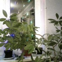 окно и растения :: миша горбачев