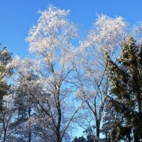 Хрустальные березы... :: ГЕНРИХ 