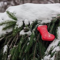 в Сочельник :: Татьяна Соколова