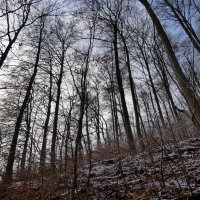 Зимний лес :: Heinz Thorns