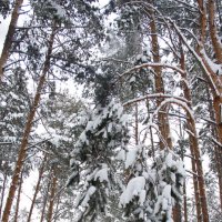 Снежные шапки сосновых ветвей :: Лира Цафф