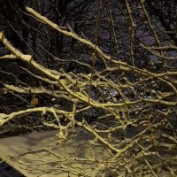 Снежные веточки в ночи... :: Tatiana Markova
