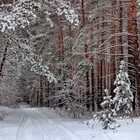 Сегодня лес как арфы струны... :: Лесо-Вед (Баранов)