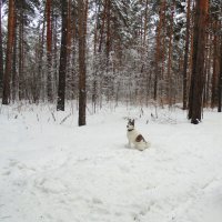 Однажды в лесу . :: Мила Бовкун