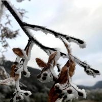 Снег на ветку :: Heinz Thorns
