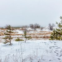 И сосны на переднем плане.. :: Юрий Стародубцев