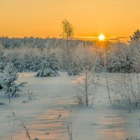 Зимний лесзимний лес :: Елена Чудиновских