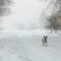 Хоть одна живая душа в такую метель на улице появилась. :: Восковых Анна Васильевна 