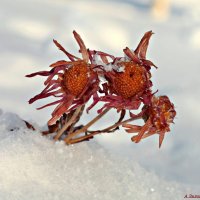 Про цветы января... :: Андрей Заломленков