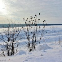 Свирепеет в поле вьюга, Знать с характером январь!... :: Восковых Анна Васильевна 