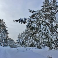 Наступают сна неслышней снегопада времена..... :: Восковых Анна Васильевна 