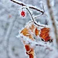 Зимний этюд. :: Восковых Анна Васильевна 