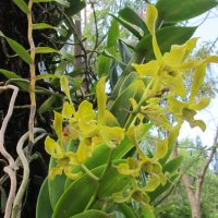 остров орхидей  Вьетнам 2020 :: Елена Шаламова