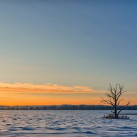"Одинокое дерево в "Море" снега". :: Владимир Крышковец