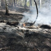 Пожар в лесу :: Алексей Трухин