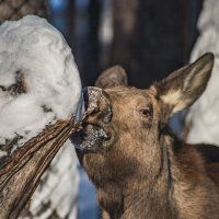 Лосик кайфует. :: аркадий 