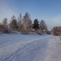 В зимнем лесу. :: Андрей Дурапов