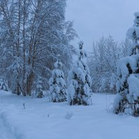 Белый день... Белый снег... :: Людмила Гулина