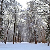 Зимний парк :: Геннадий Пугачёв