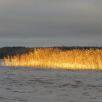 высветило солнцем :: Галина 