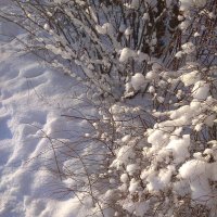 Кусты в снегу :: Рыкина Ирина 