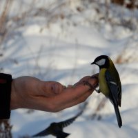 Бесстрашные снегири :: Наталия 