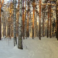 По сугробам в глубь леса . :: Мила Бовкун