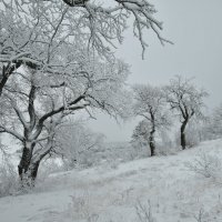 ЗИМНЯЯ ГРАФИКА :: Яковлев Виктор 